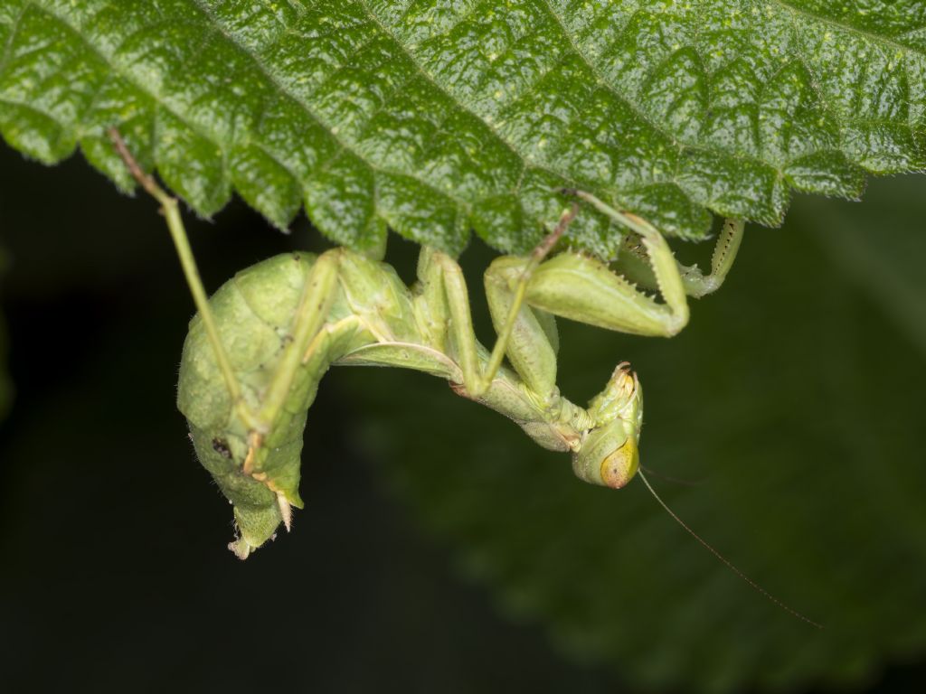 Ameles spallanzania?